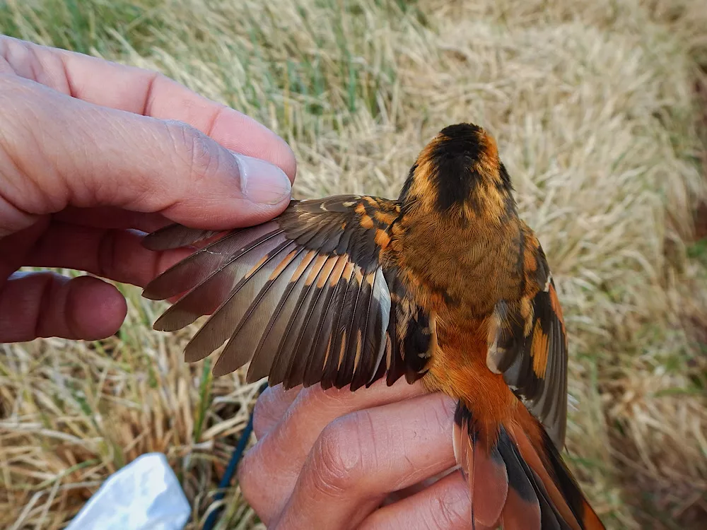Morfología Rayadito Subantártico Morfología Rayadito Subantártico