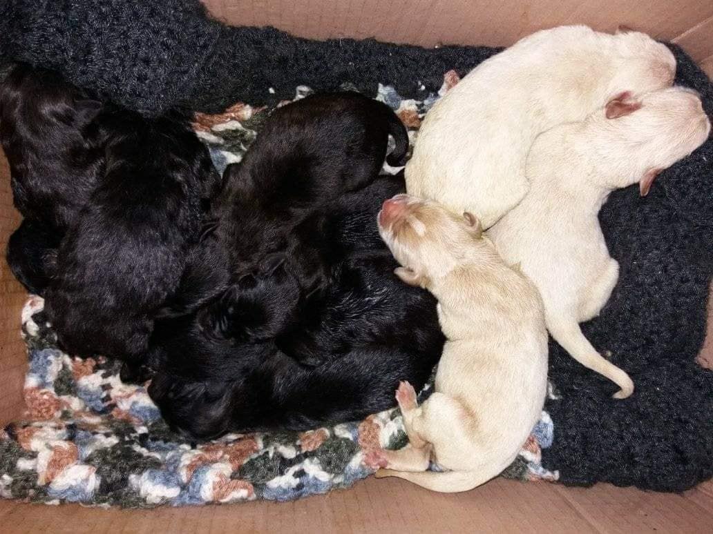 Perritos abandonados. Perritos abandonados.