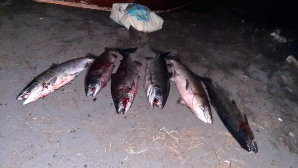 Pesca ilegal de salmon Chinook