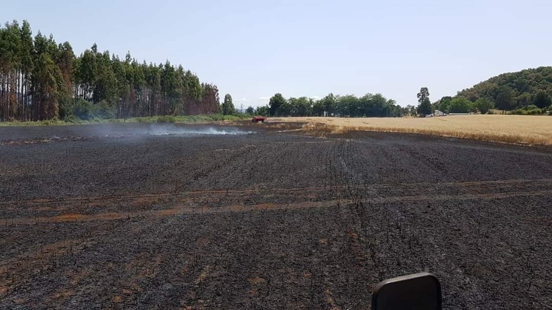 Siembra de trigo Juan de Dios Fuentes Siembra de trigo Juan de Dios Fuentes