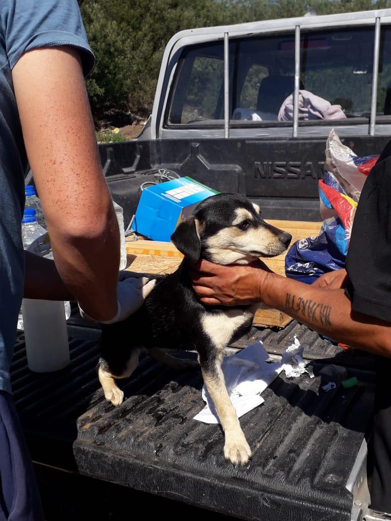 Perrito abandonado 2