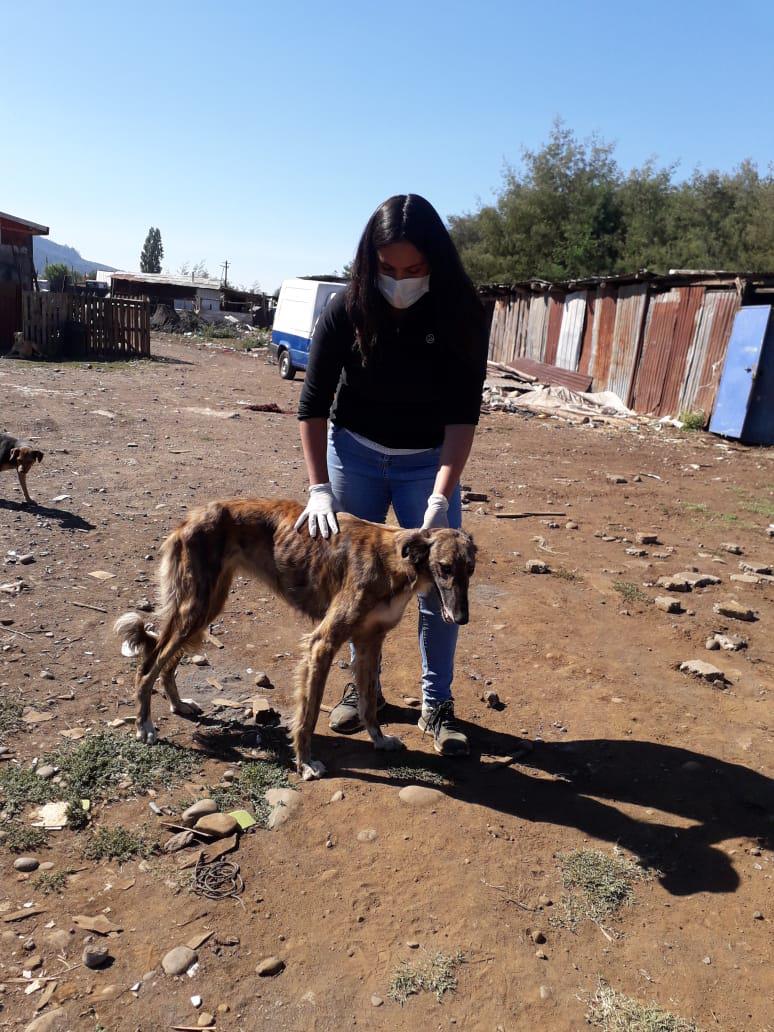 Perrito abandonado 3