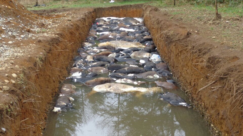 Matanza de terneros en Manuka
