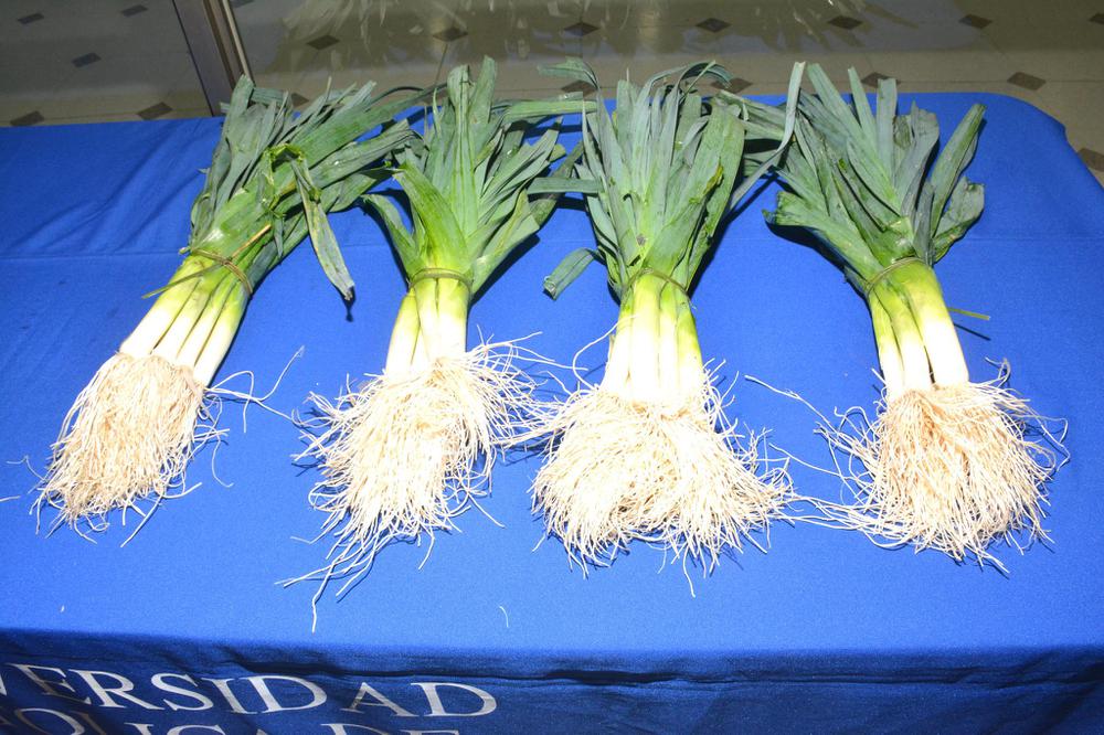 Puerro Azul de Maquehue. Puerro Azul de Maquehue.