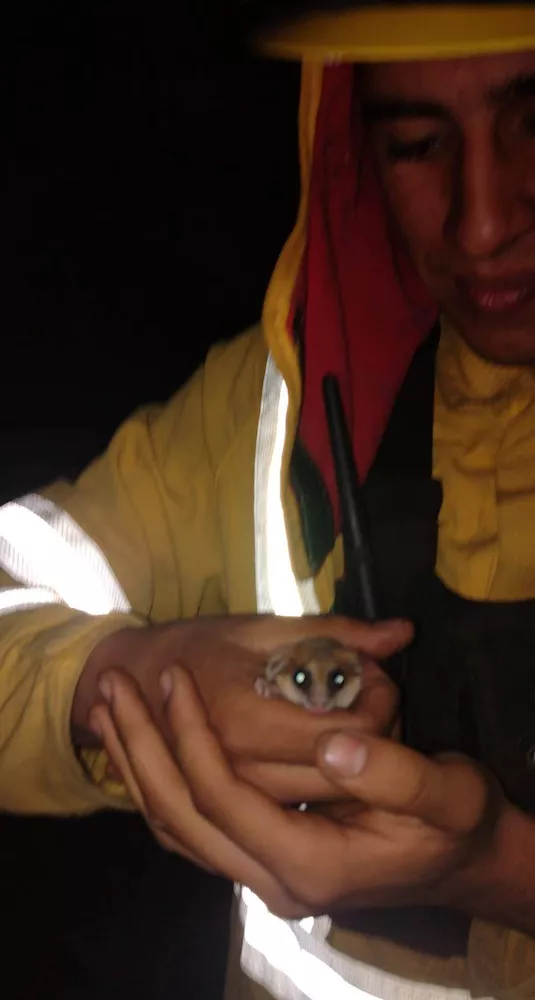 Monito del monte en Lautaro