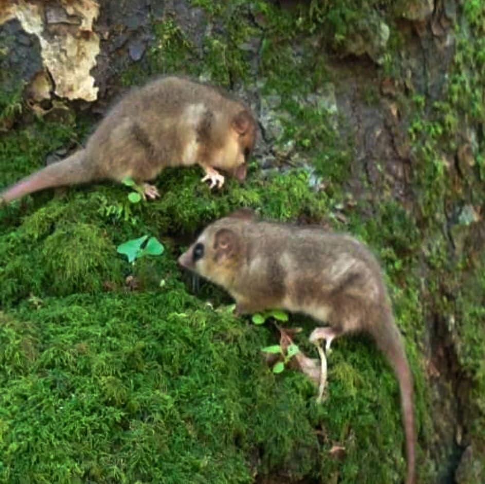 creditos Francisco Gatica Catalán