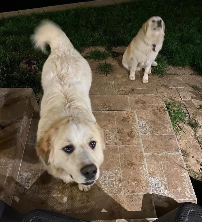 Perritos Victoria 2.2