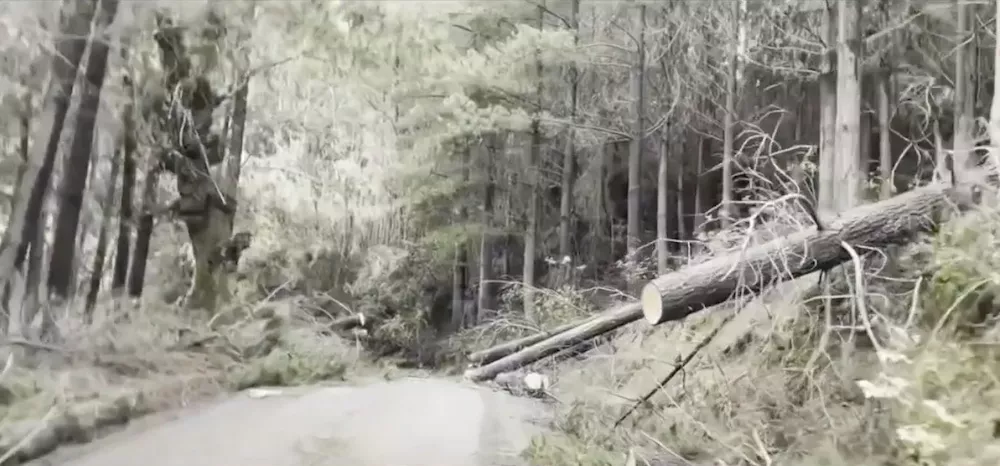 Camino a San Ramon Central - Mega