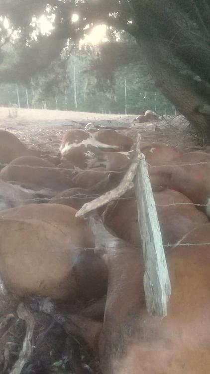 Animales sacrificados 2