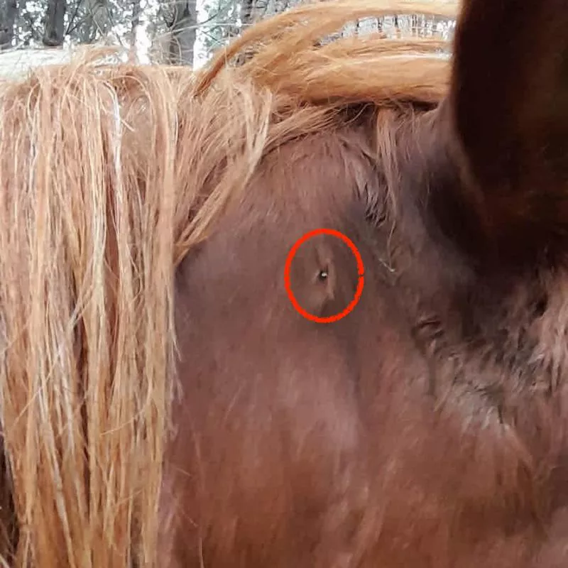 Caballo herido con perdigón