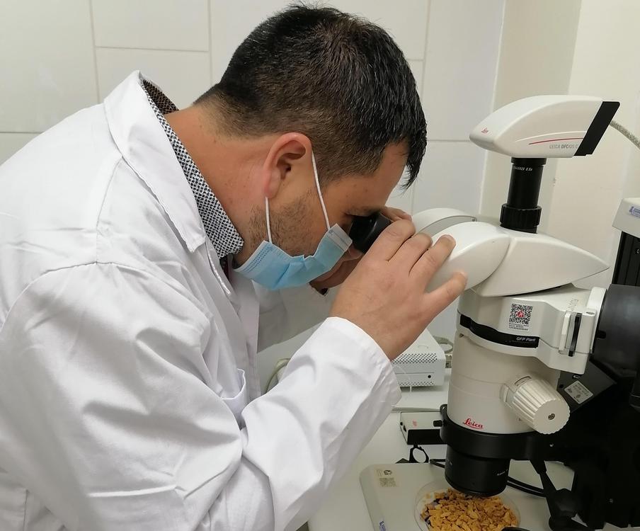 Lupino AluProt-CGNA. 