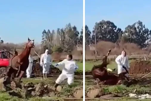 Mal procedimiento del SAG lleva a sufrir innecesariemente a una yegua sacrificada