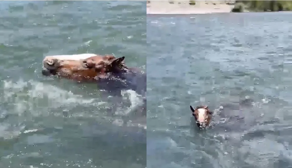 Caballo ahogandose rio Cautin - captura de video