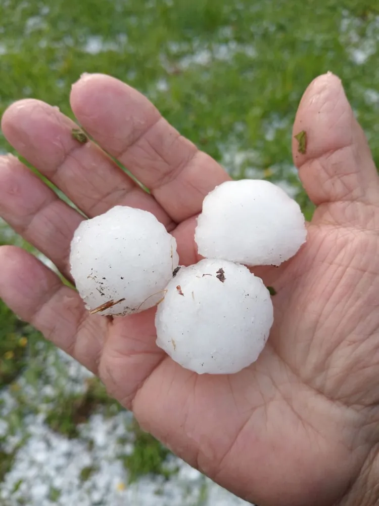 Granizos caidos en Loncoche destruyeron cultivos de frutales