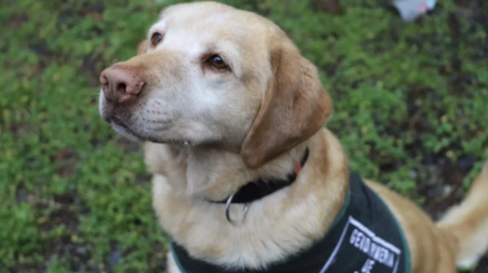 Gringo - Gendarmeria