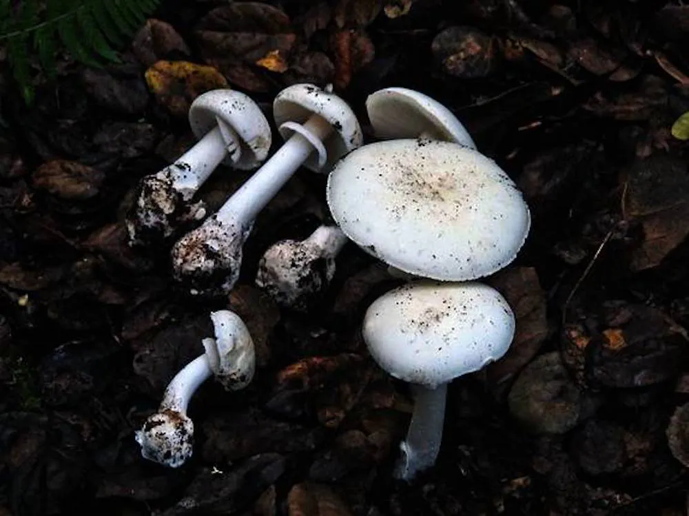 Amanita blanca hongo silvestre toxico y peligroso