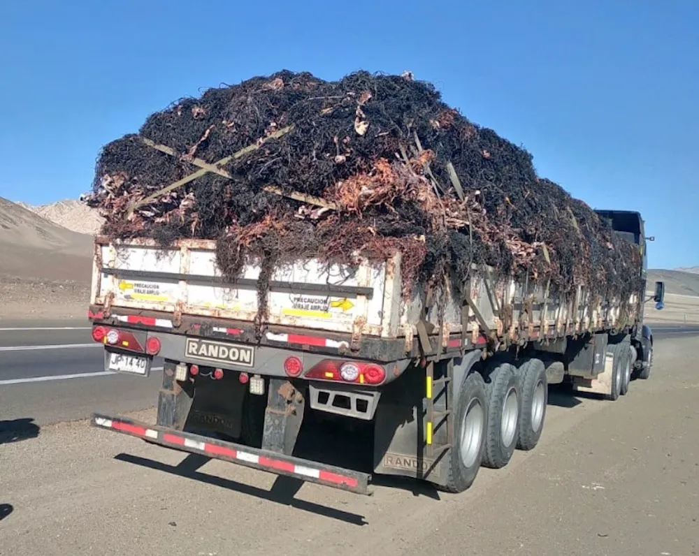 Extraccion-ilegal-algas