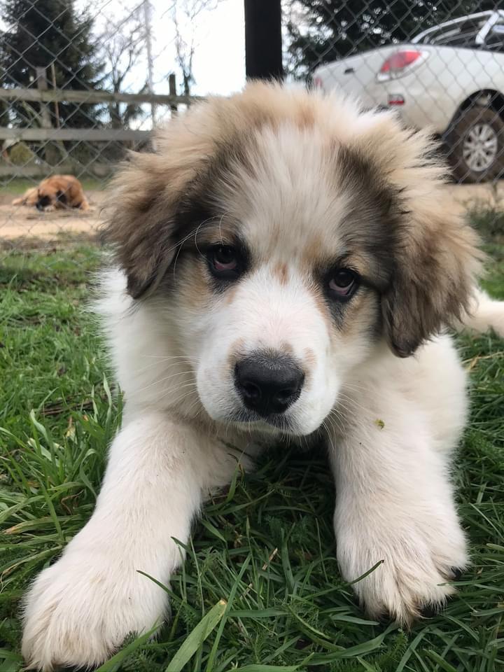 Perritos Victoria 4