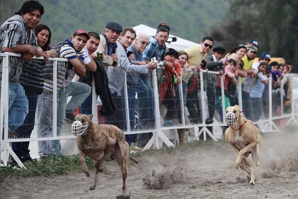 Carrera de perros en Chile