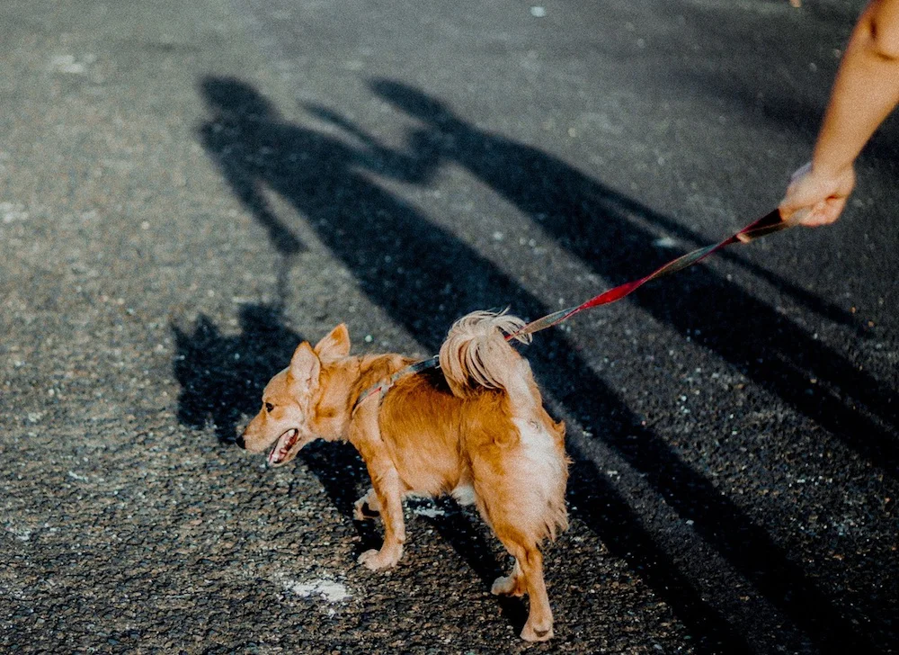 Pexels - Paseo perro