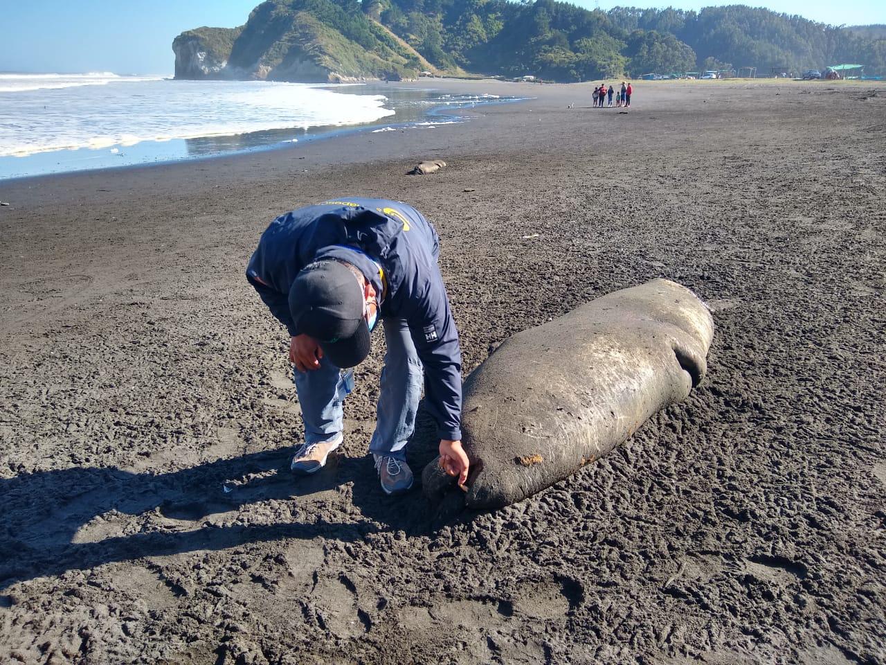 Lobos marinos varados.