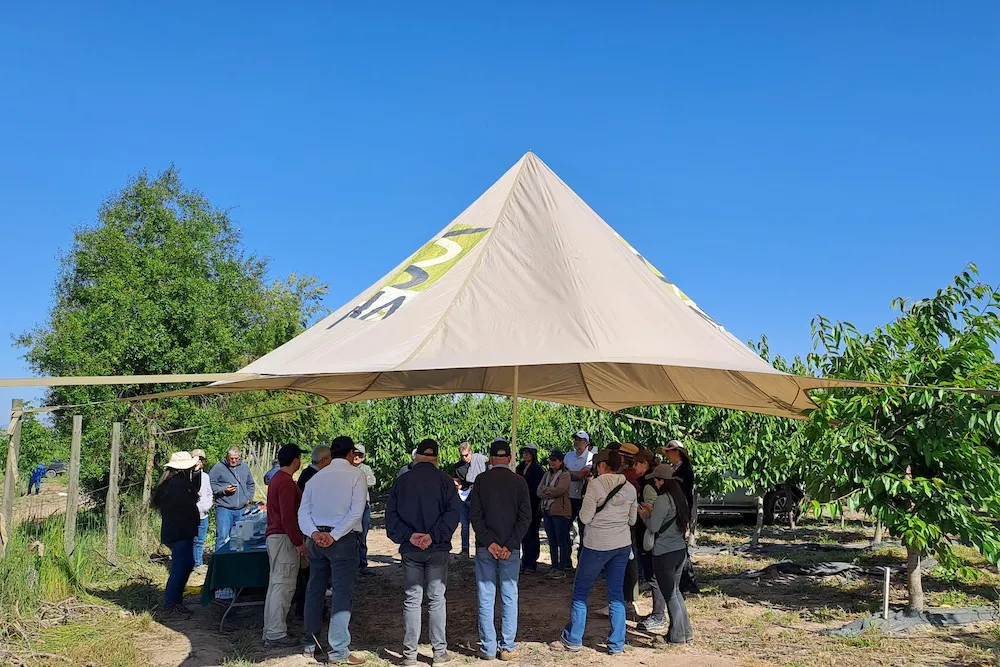 Avances en mejoramiento genético de cerezas en Chile