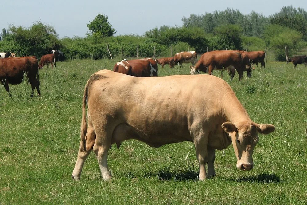 Ganaderia bovina - imagen referencial