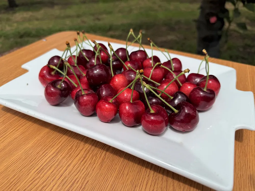 Exportación de cerezas a China