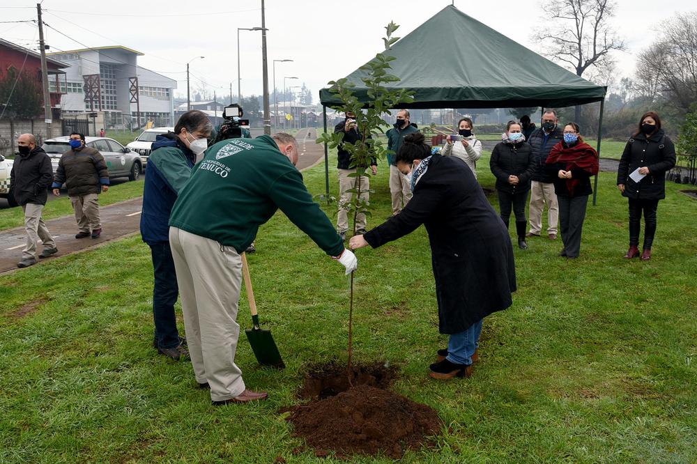 Plantación de árboles en Temuco.