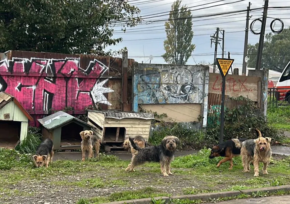 Perros