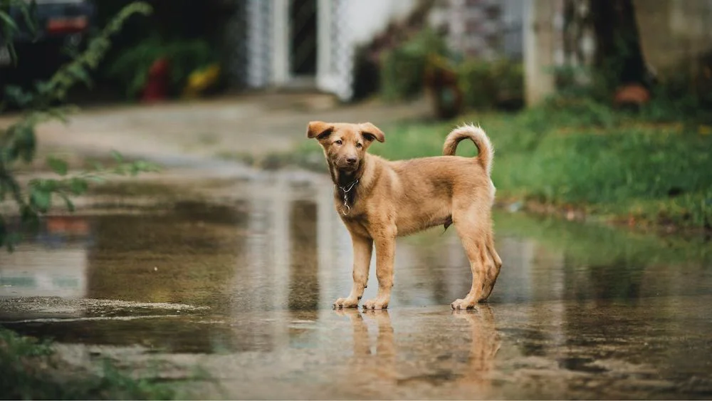 mascotas en temporal referencial