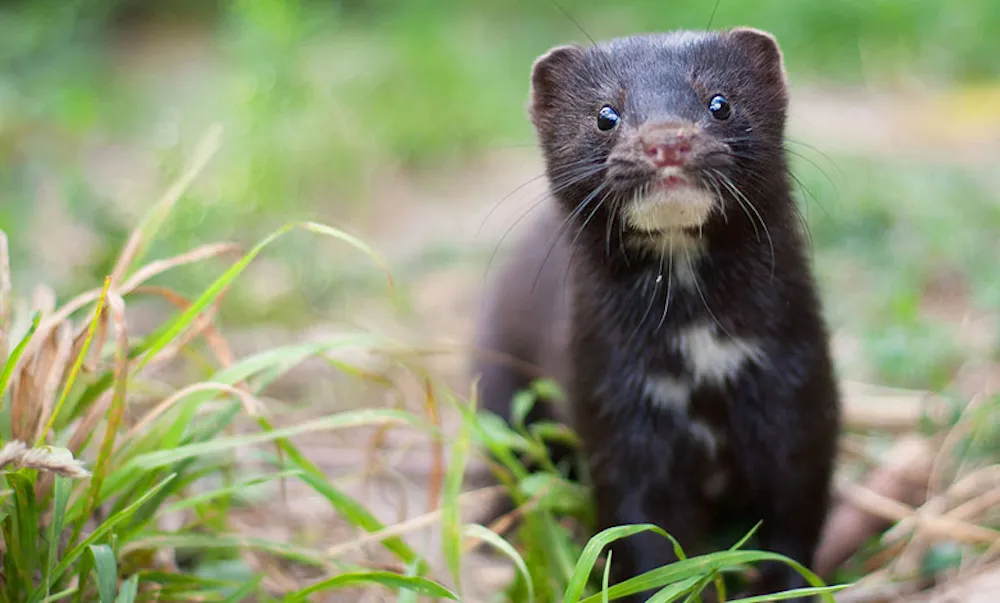 Vison-americano-se-expande-por-Chiloe