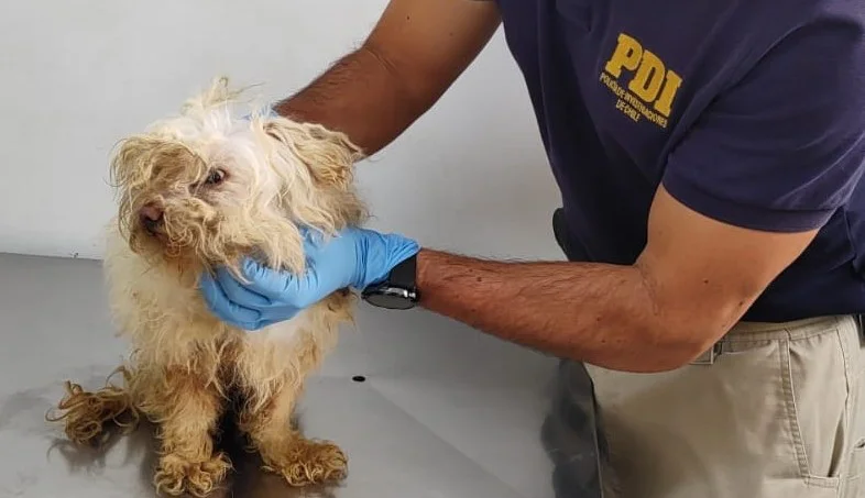 Perro incautado a adulto mayor - fotografia PDI