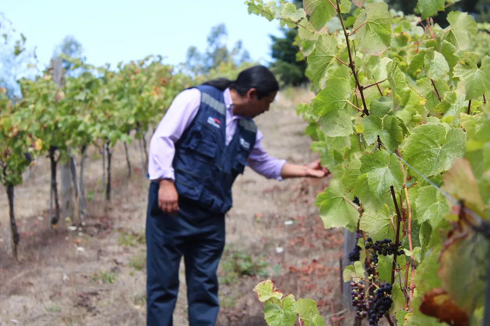 Viñedor seremia 003