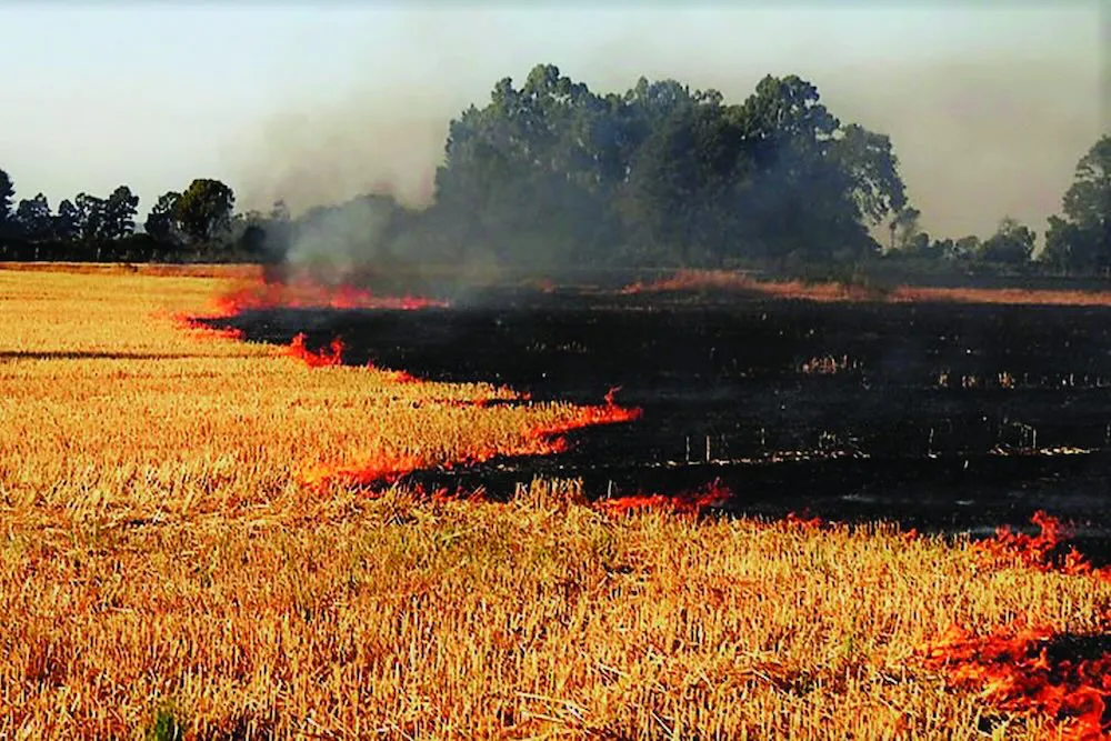 Quema agricola de rastrojo