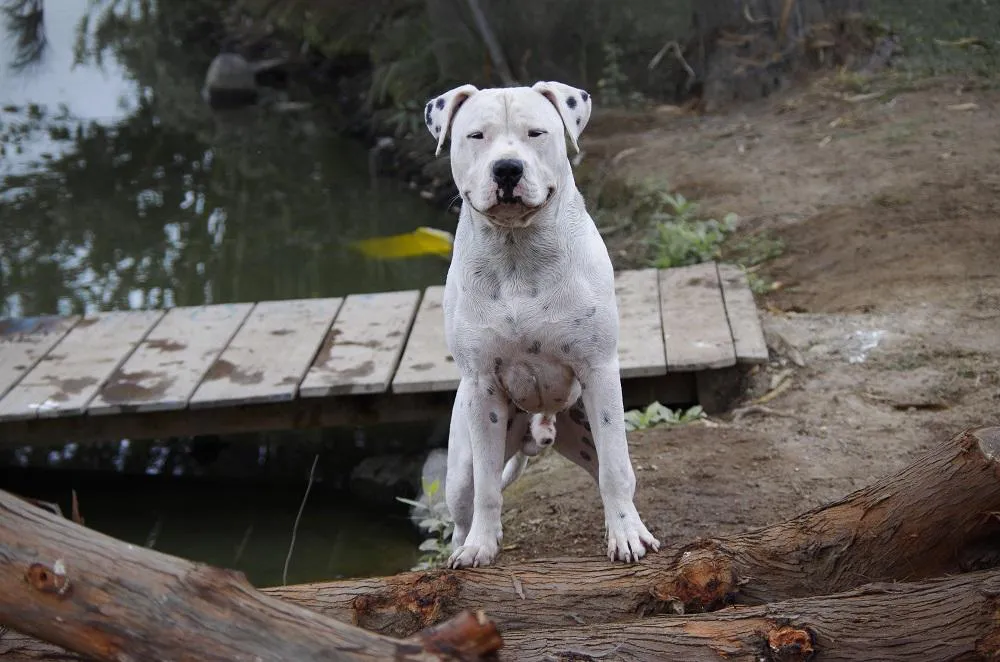 Dogo argentino - fotografia referencial