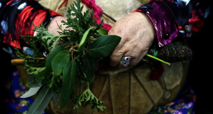 Uso de medicina mapuche.