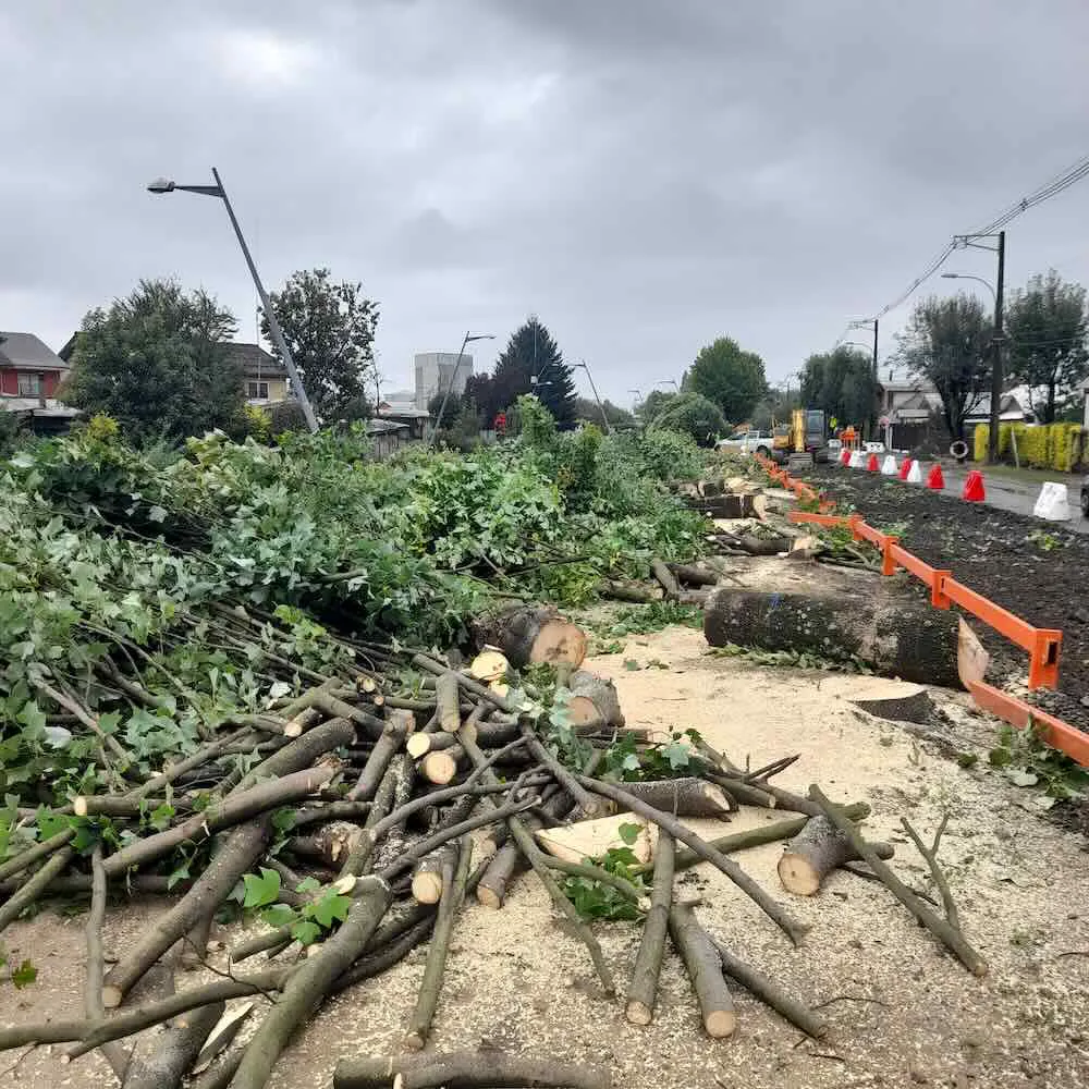 Corte de arboles por parte del Serviu Araucania