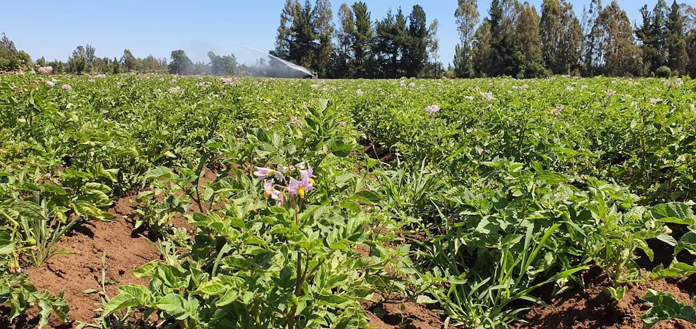 Visita predio Freire