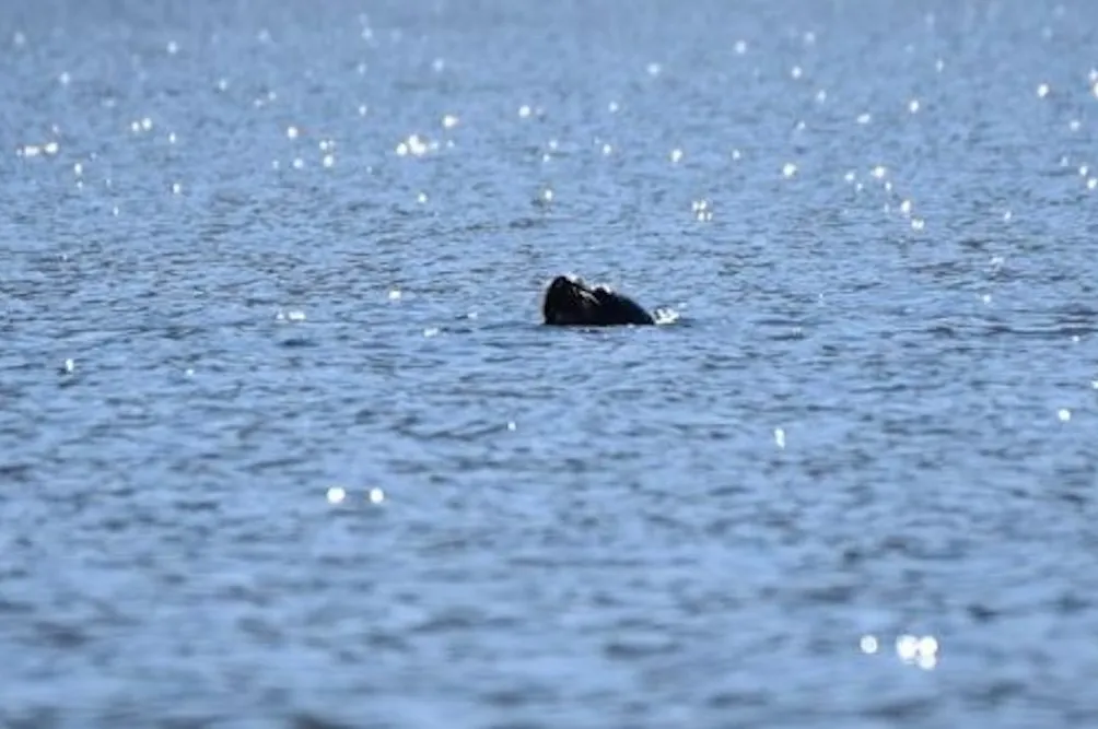 Encuentran dos lobos marinos en lago Villarrica
