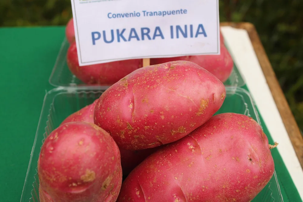 Tranapuente huella cero 002