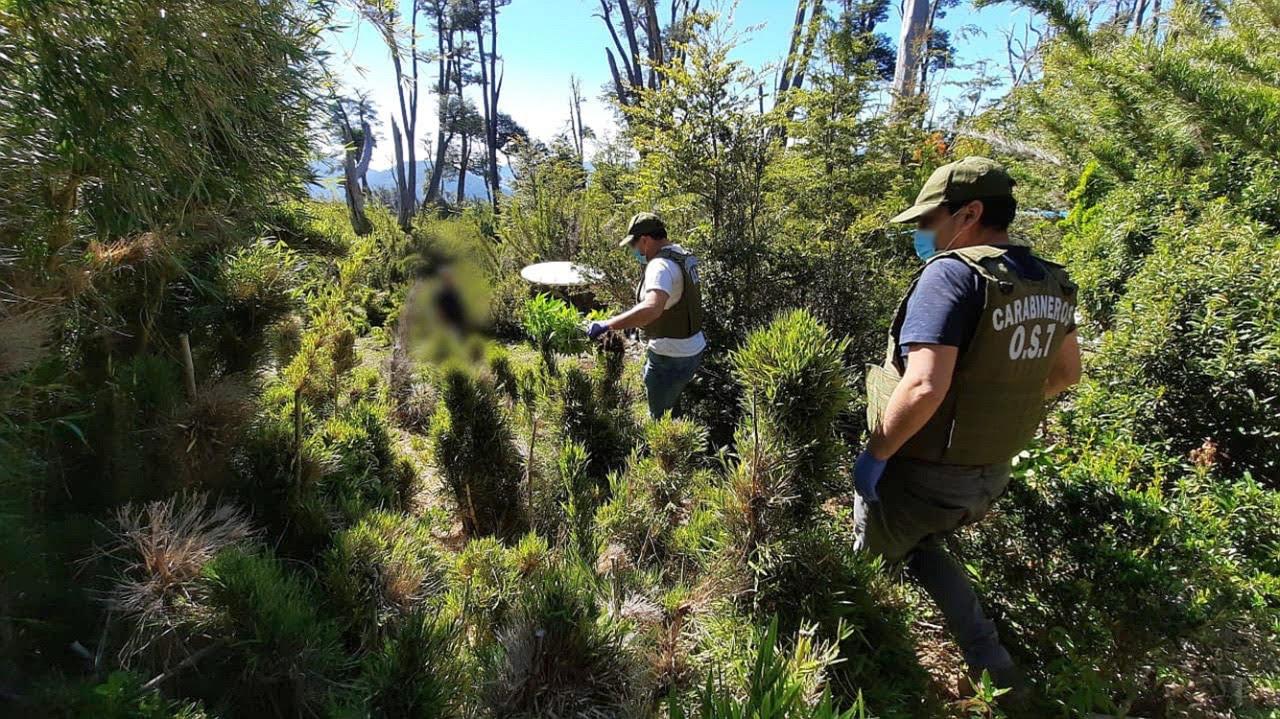 Plantas de marihuana en crecimiento.