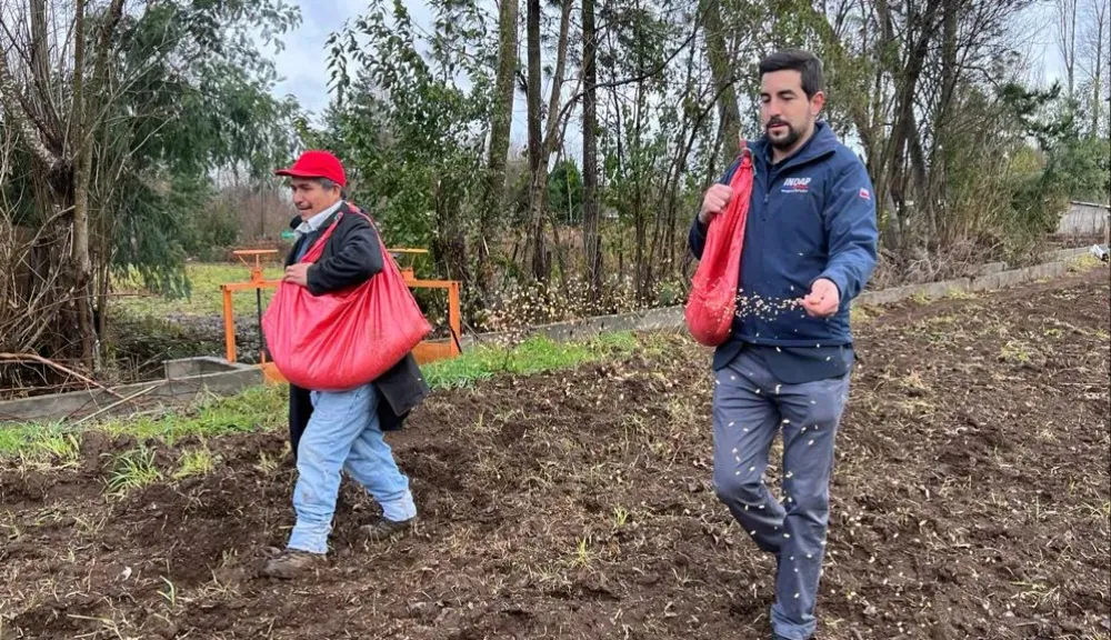 Funcionario INDAP ayuda a sembrar trigo al voleo en comunidad mapuche