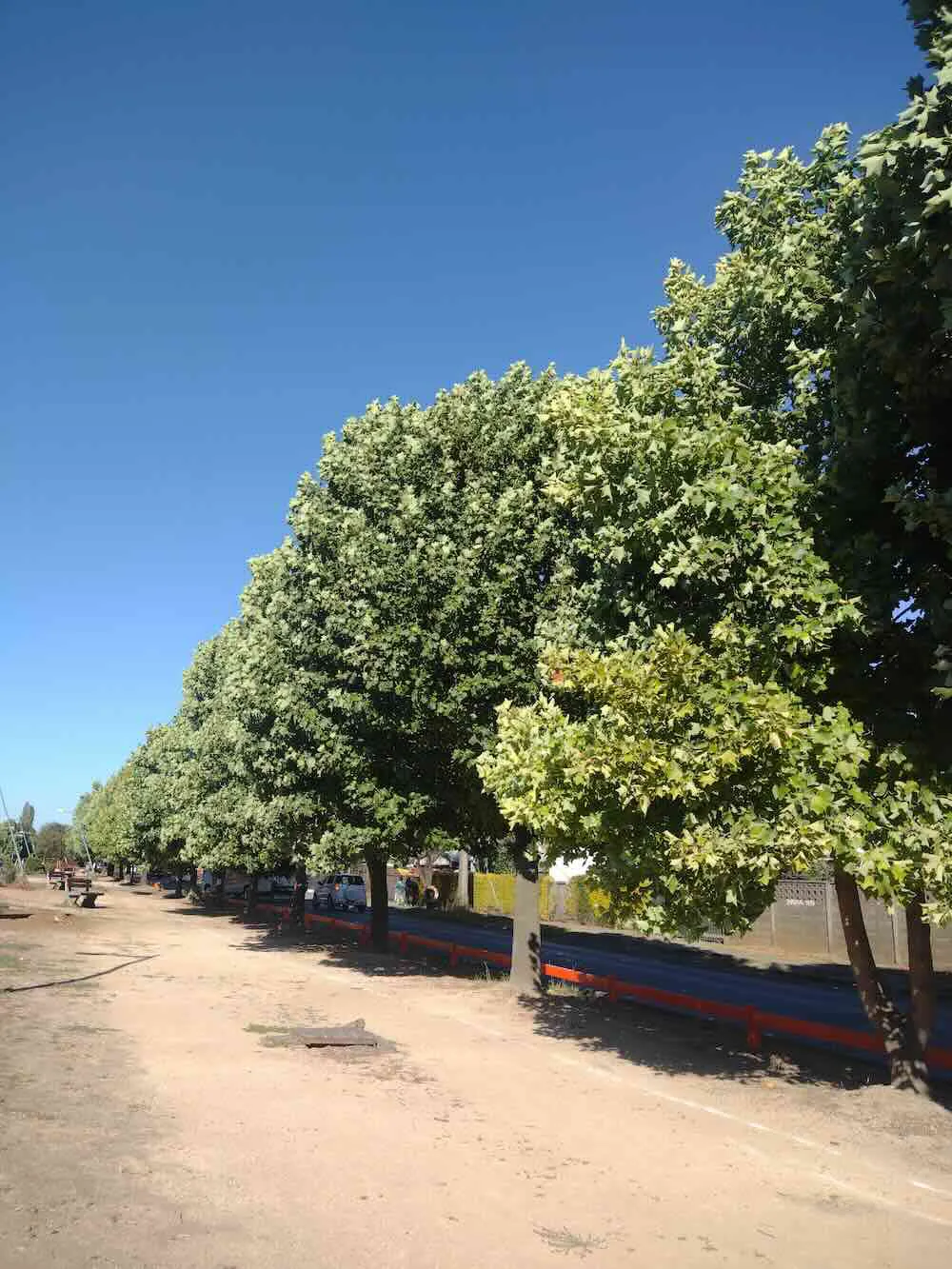 Arboles cortados por el Serviu en avenida Imperial - Ecocidio