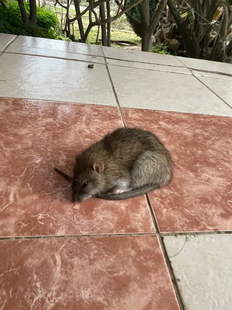 Plaga de ratones en liceo publico