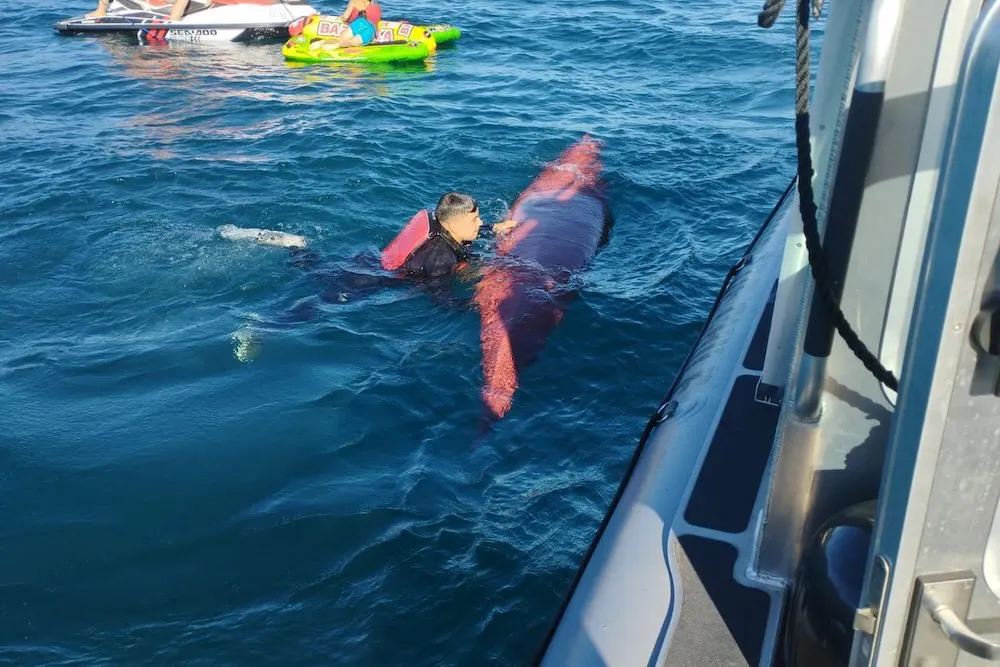 Kayak de jovenes accidentados en el lago Villarrica 