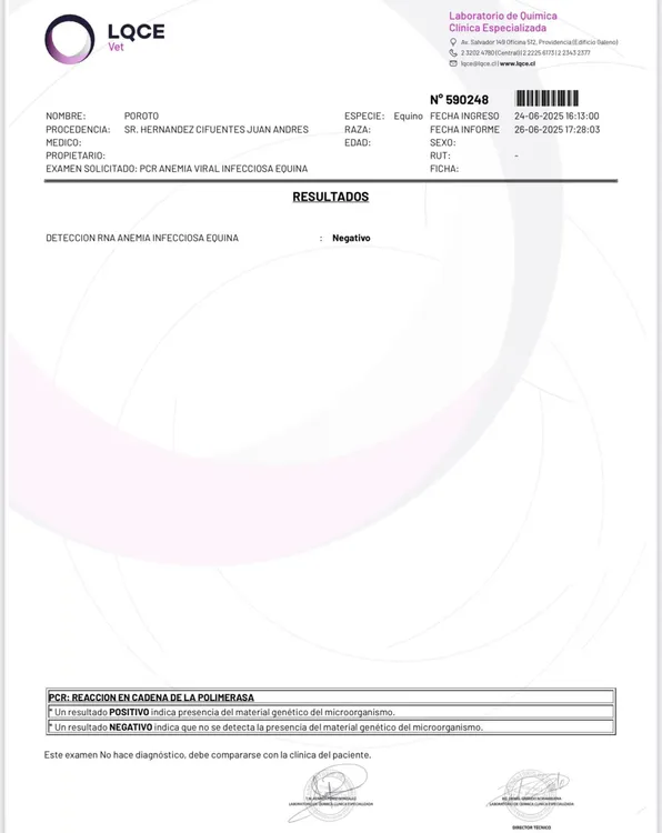 Examen yegua Poroto Kat