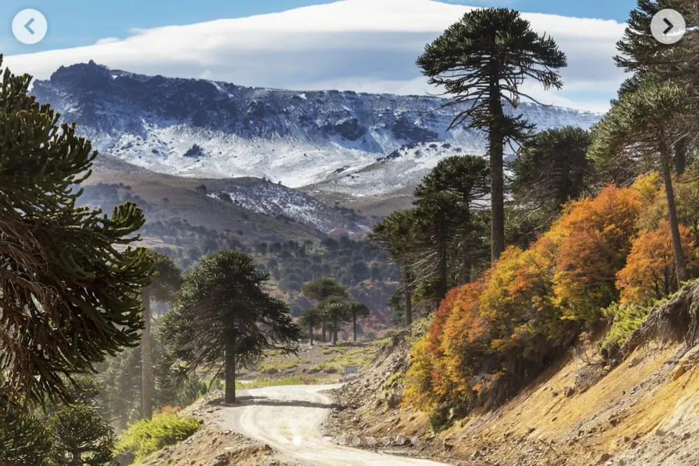 Conaf autoriza el corte de 89 araucarias protegidas por ley