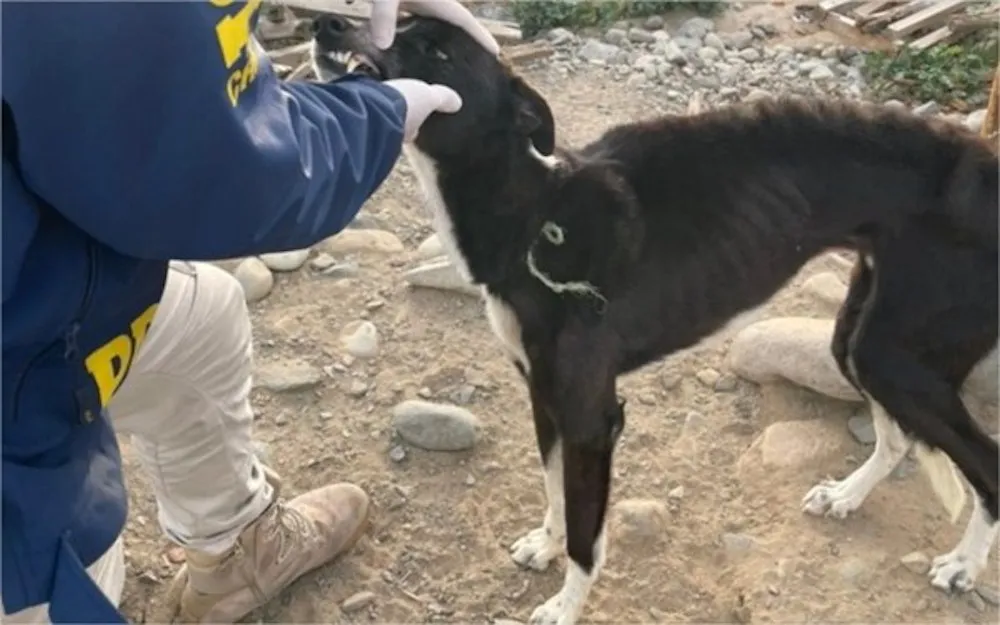 Perro rescatado por la PDI en Collipulli