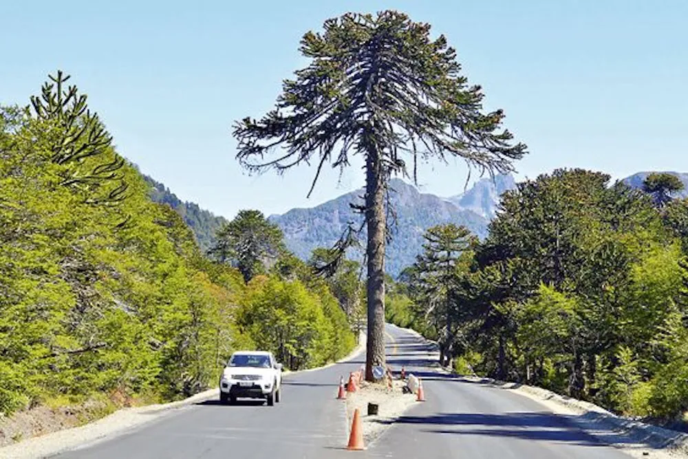 Araucaria protegida en ruta a Argentina por Mamuil Malal
